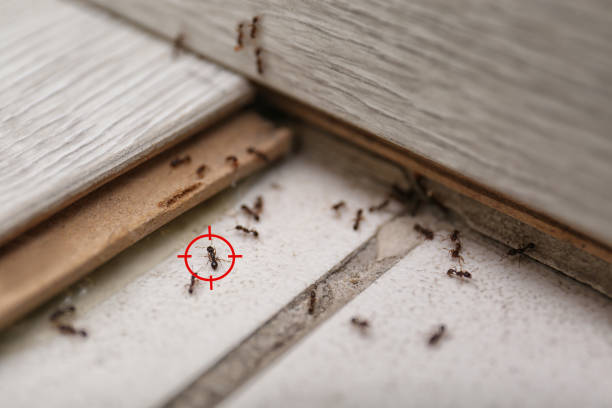 Best Commercial Pest Control Services  in Hackleburg, AL