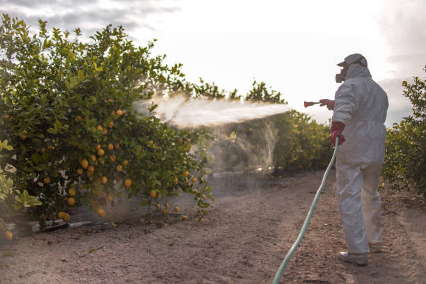 Best Insect Control  in Hackleburg, AL