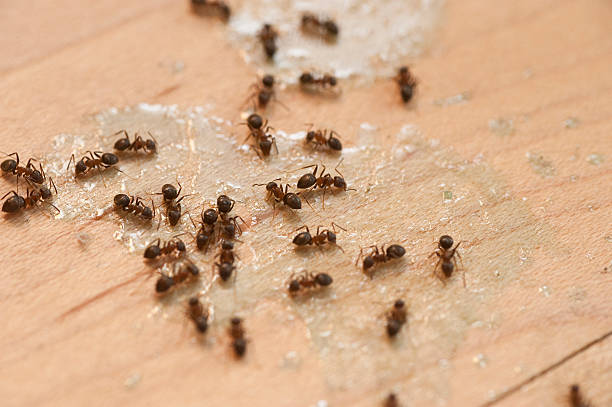 Best Wildlife Control Services  in Hackleburg, AL