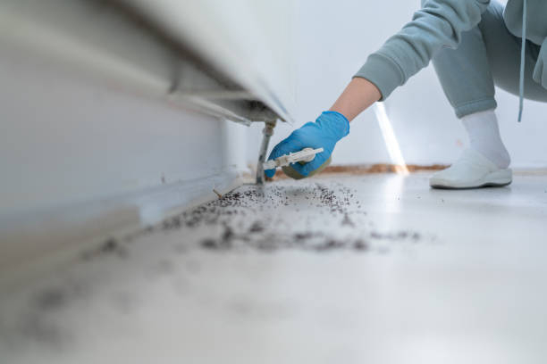 Best Pest Control for Homes  in Hackleburg, AL